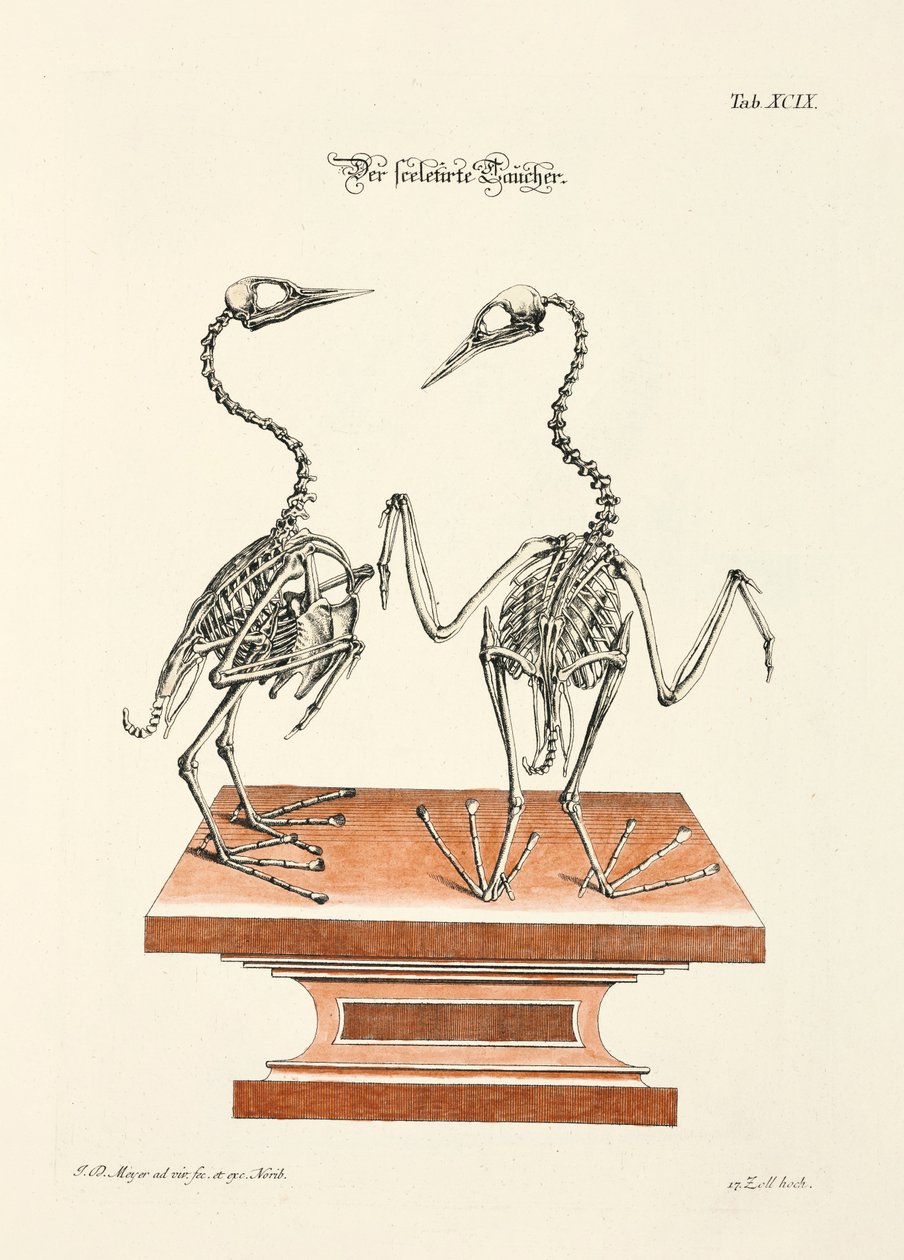  av Johann Daniel Meyer