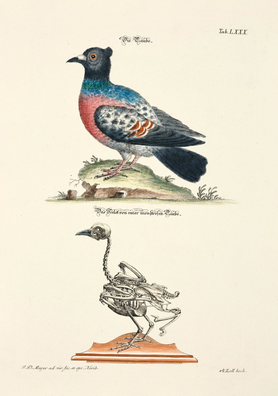 Duvan och dess skelett av Johann Daniel Meyer