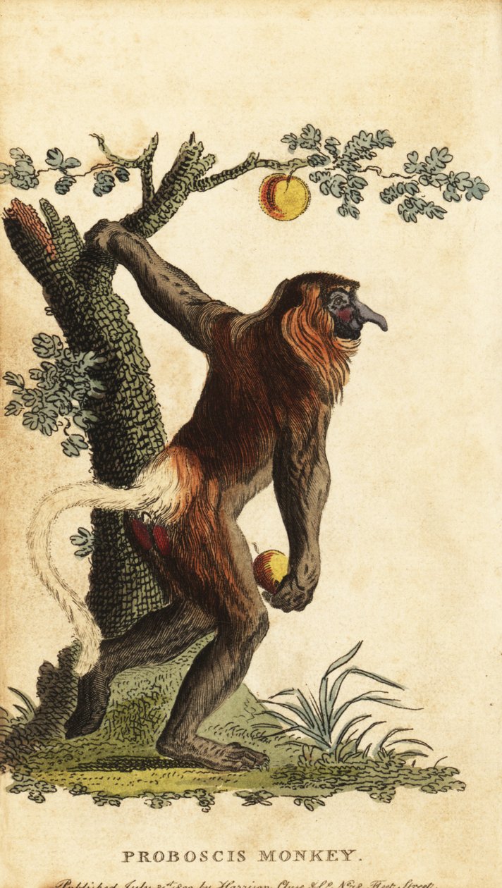 Långnosig apa, Nasalis larvatus. Utrotningshotad. ,1800 (gravyr) av Johann Eberhard Ihle