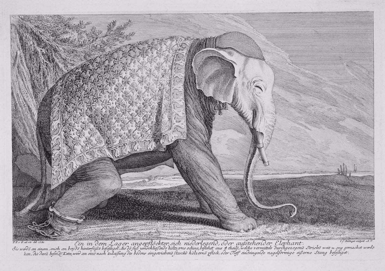 En elefant av Johann Elias Ridinger or Riedinger