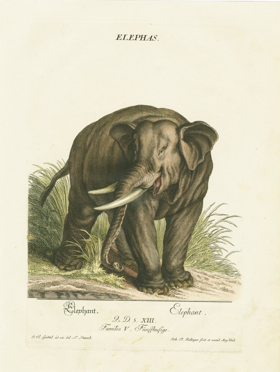  av Johann Elias Ridinger