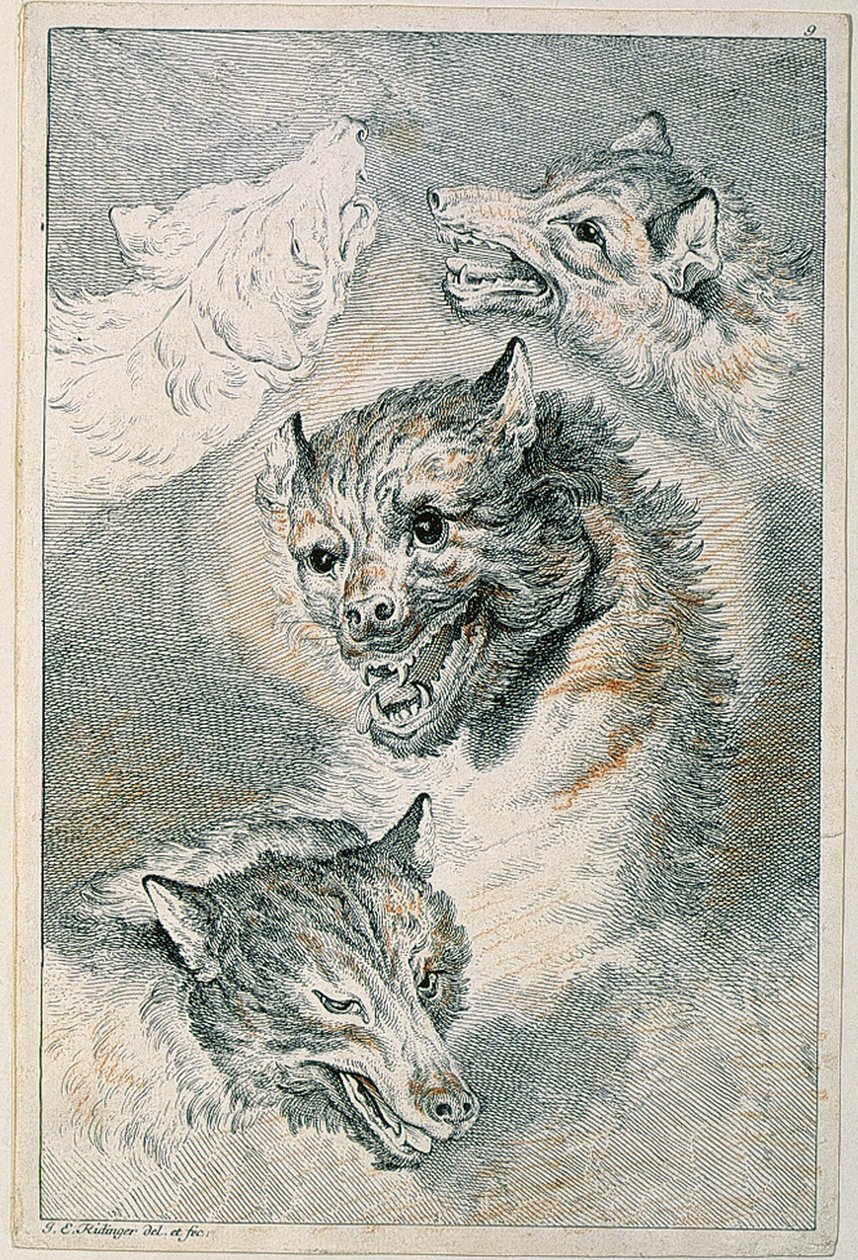 Fyra varghuvuden av Johann Elias Ridinger