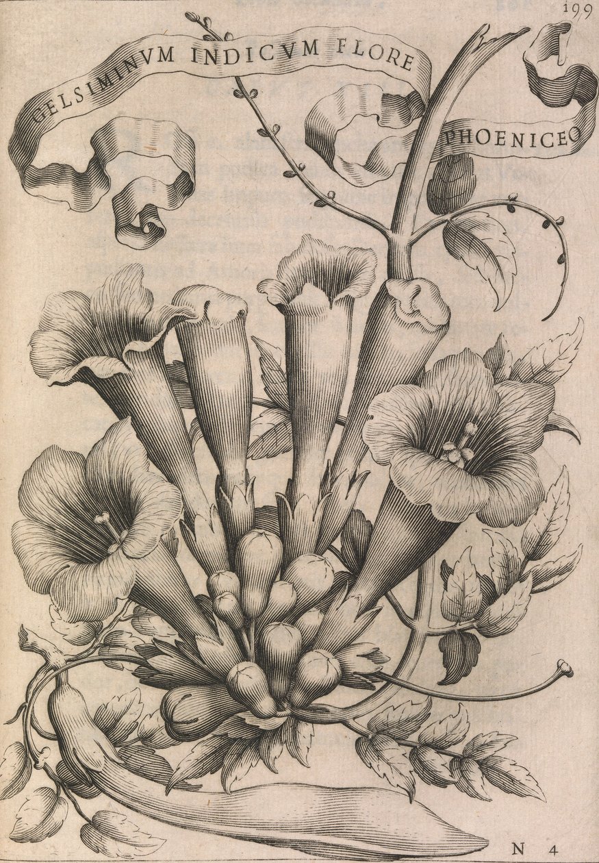 Gelsiminvm indicvm flore phoeniceo, 1633. av Johann Friedrich Greuter