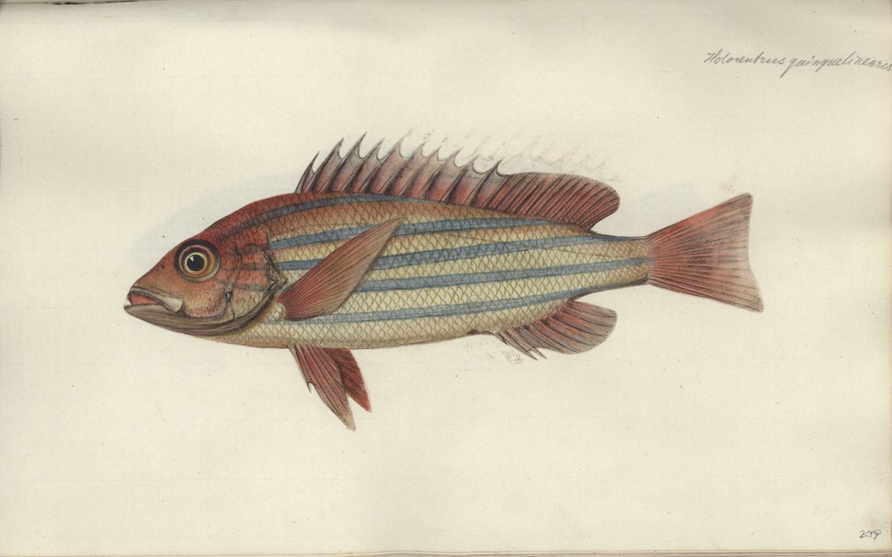 Lutjanus quinquelineatus, före 1790 av Johann Friedrich Hennig