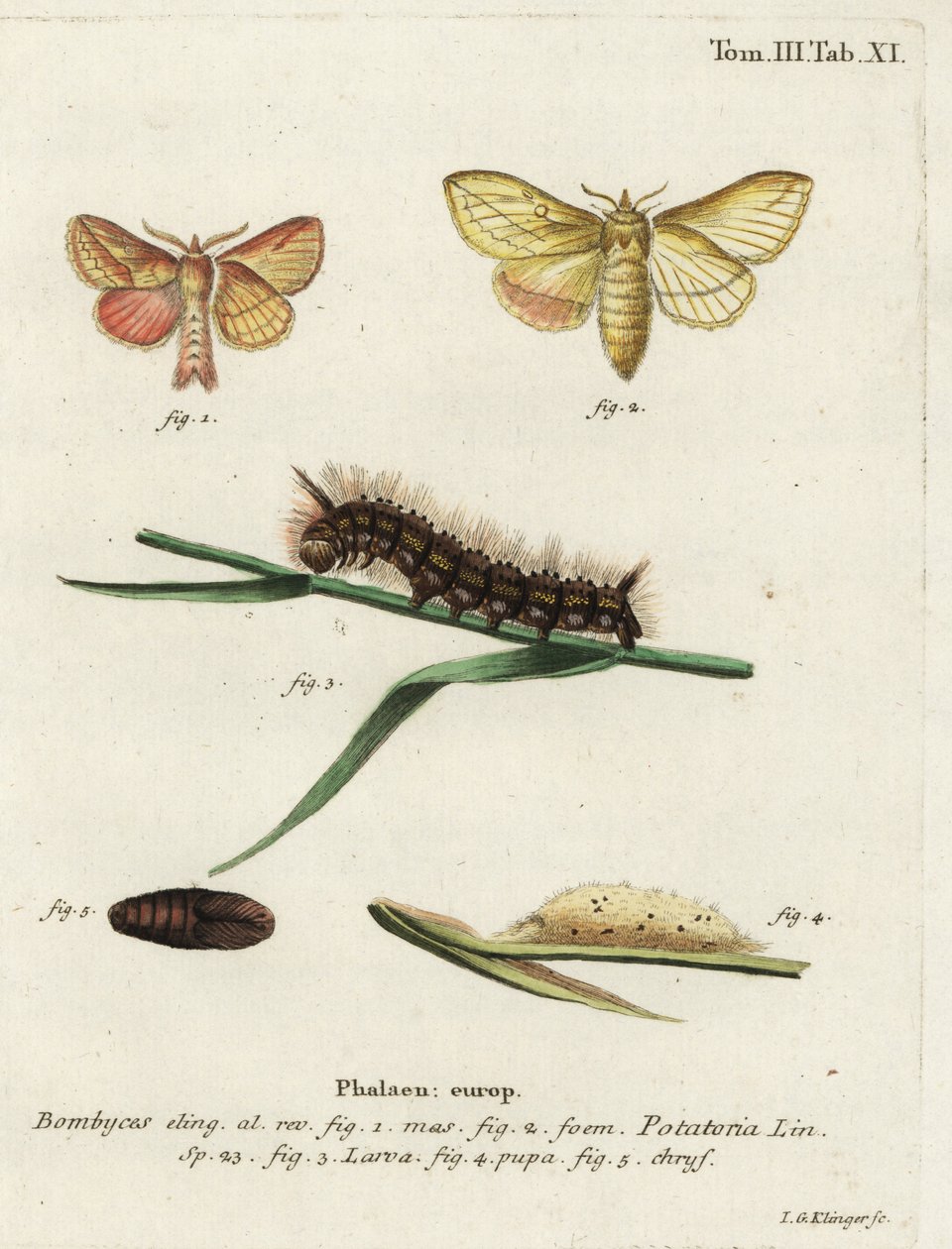 Dricksfjäril, Euthrix potatoria. av Johann Georg Klinger