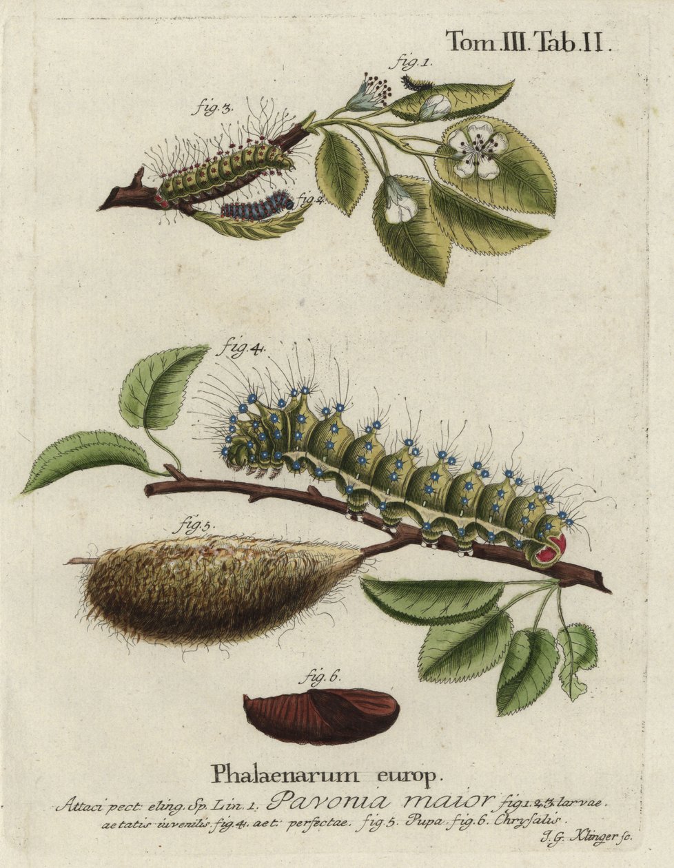 Kejsarmal, Saturnus påfågel, mask, docka, puppa. av Johann Georg Klinger