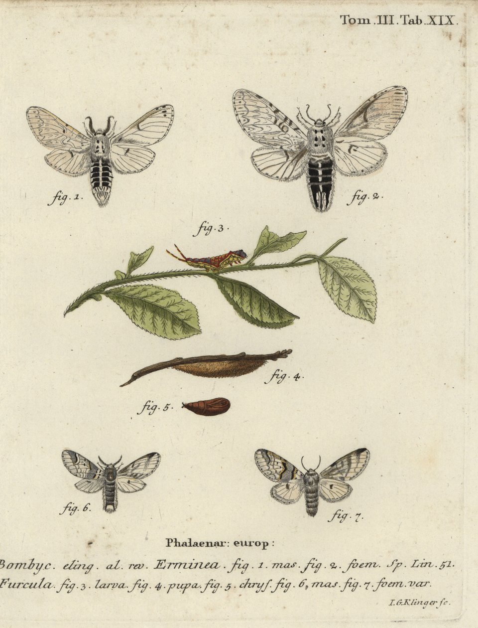 Lesser pussmal, Cerura hermelin. av Johann Georg Klinger