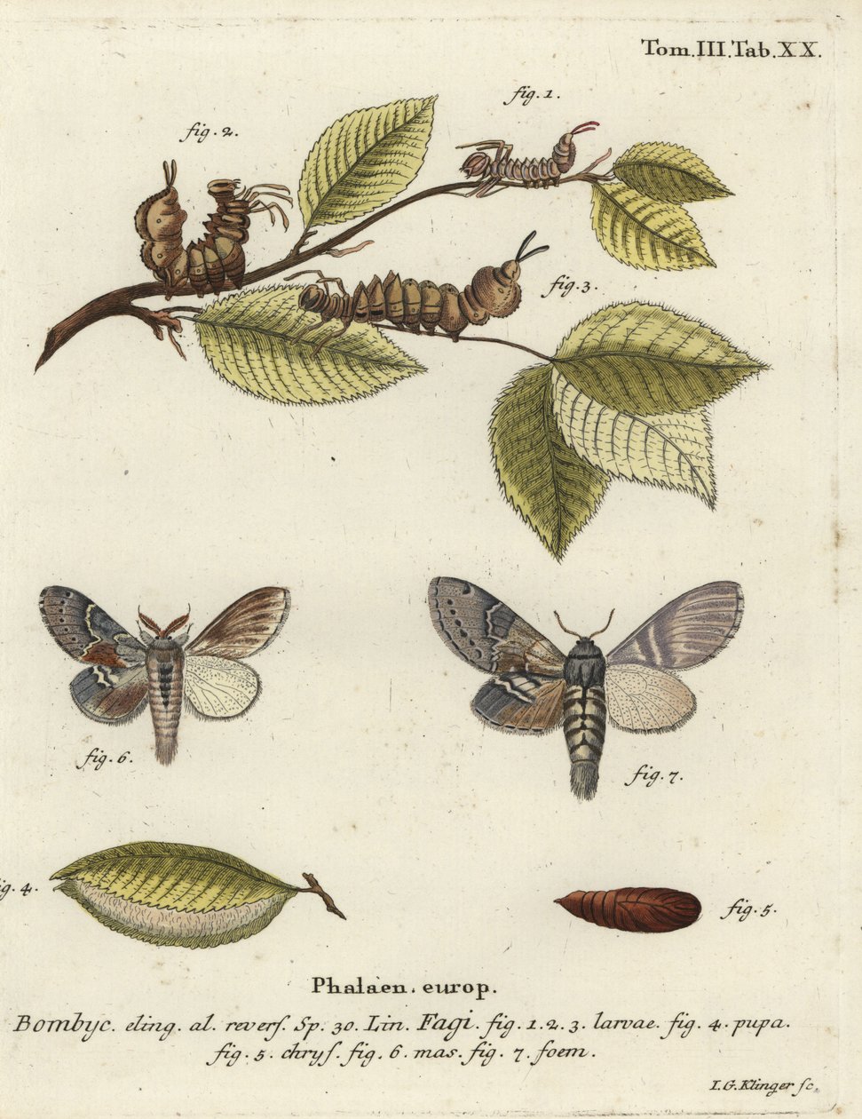 Hummermal, Stauropus fagi. av Johann Georg Klinger