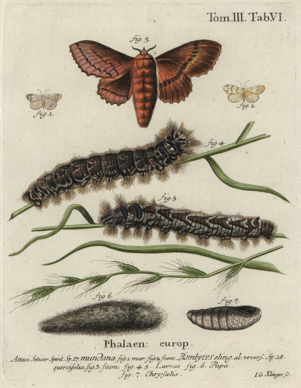 Muslinfjäril och ekäggfjärilar. av Johann Georg Klinger