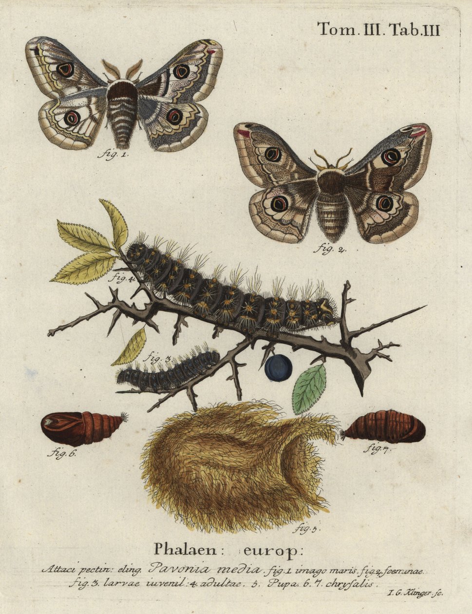 Sloe kejsarmal, Saturnia spini. av Johann Georg Klinger