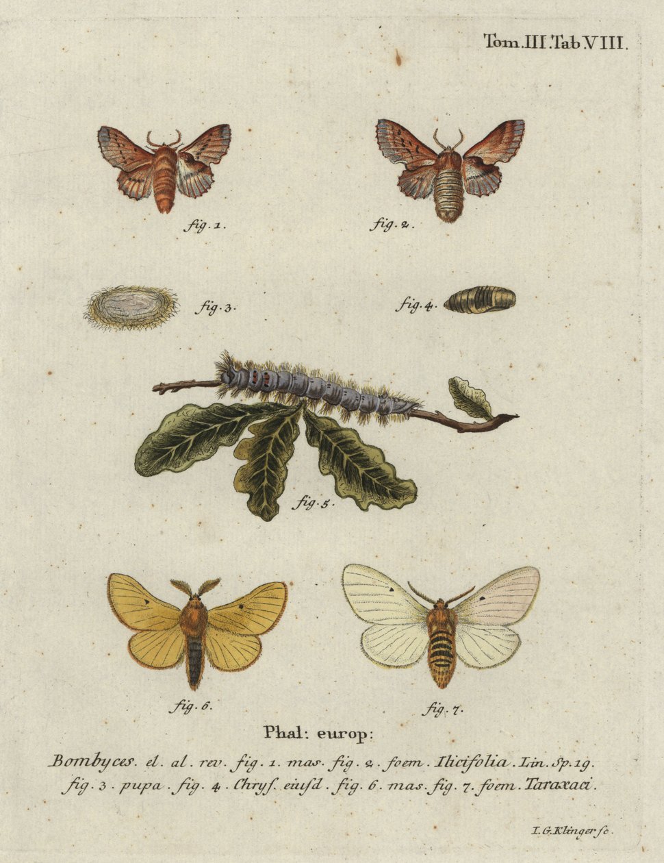 Liten lapp och höstsilkesfjäril. av Johann Georg Klinger