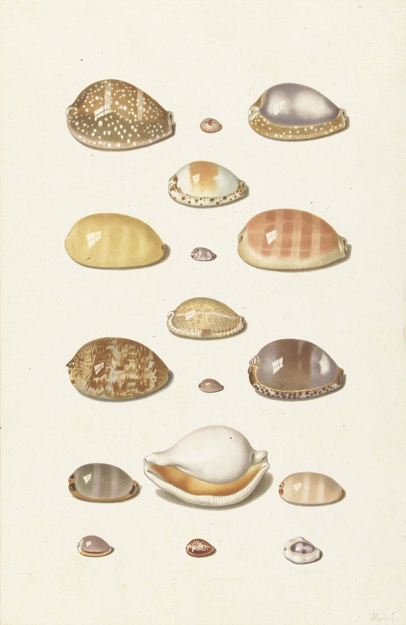 Cowry Shells av Johann Gustav Hoch