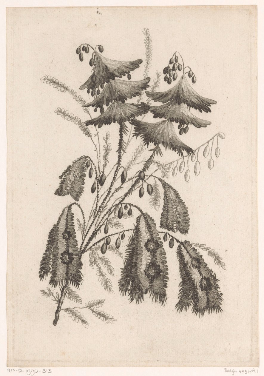 Parasolachtige blommor Samling av nya smakblommor; För Manufacture des Etoffes de Perse (serietitel) av Johann Heinrich  Hess