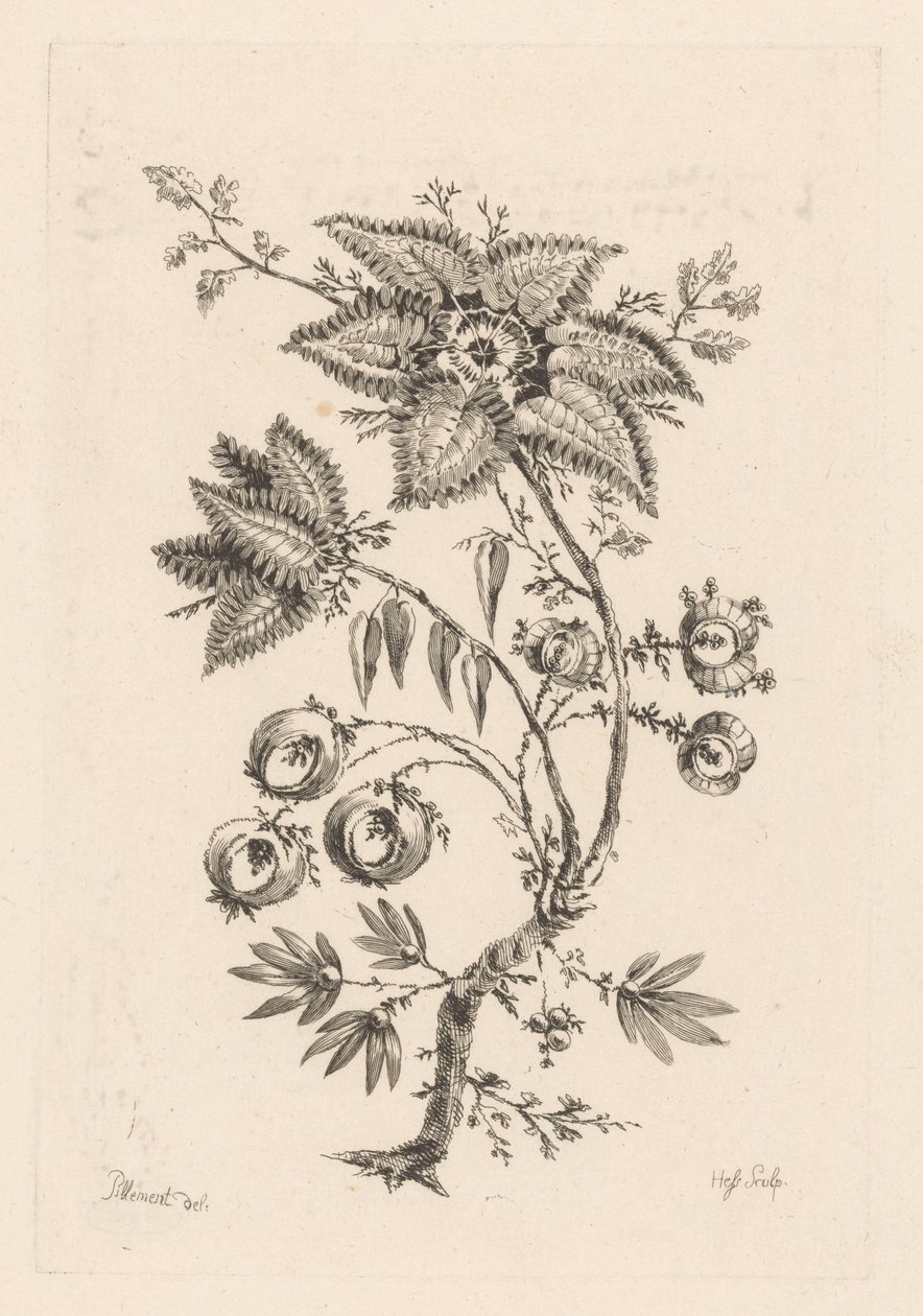 stjärnformade blommor Fleures Baroques (serietitel) av Johann Heinrich  Hess