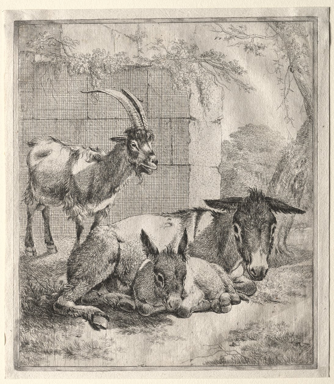 Get och åsnor av Johann Heinrich Roos