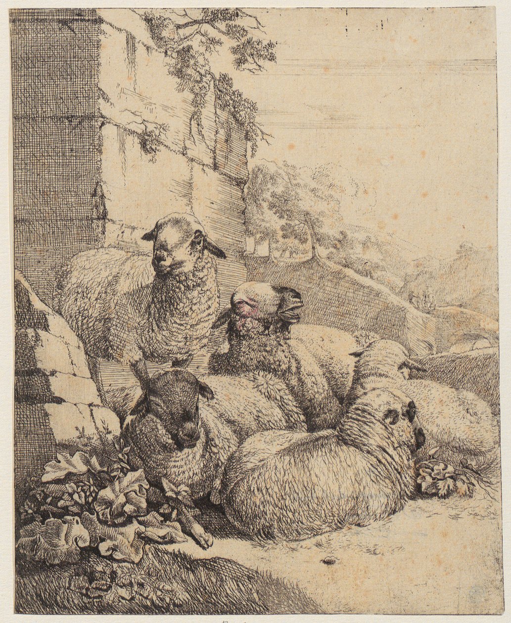 Fyra liggande och ett stående får framför en mur, blad ur serien ”Får och getter” av Johann Heinrich Roos