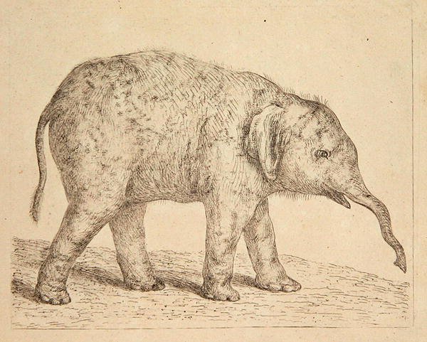 Elefant (etsning) av Johann Heinrich Wilhelm Tischbein