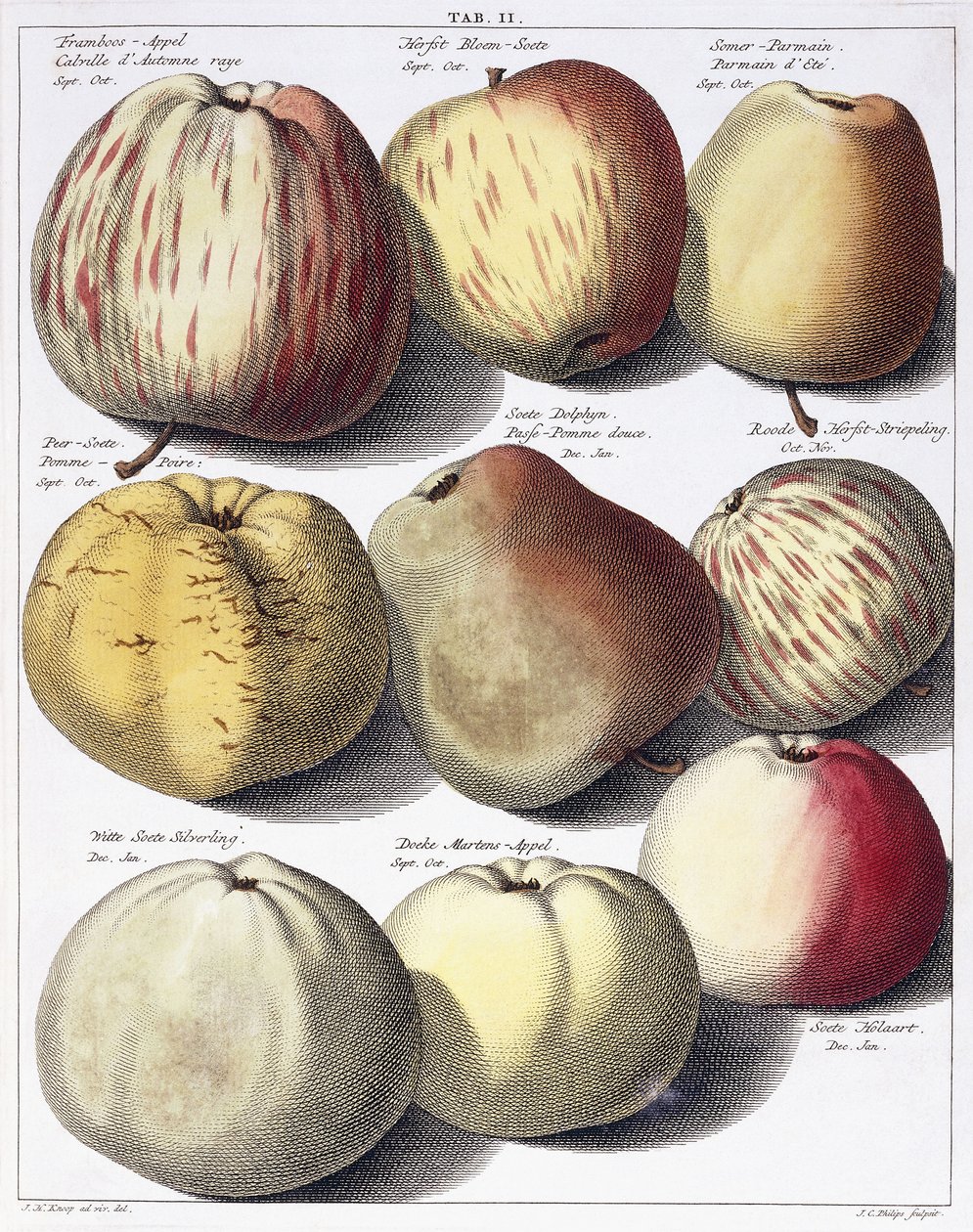 Olika äpplen, 1758 av Johann Hermann Knoop