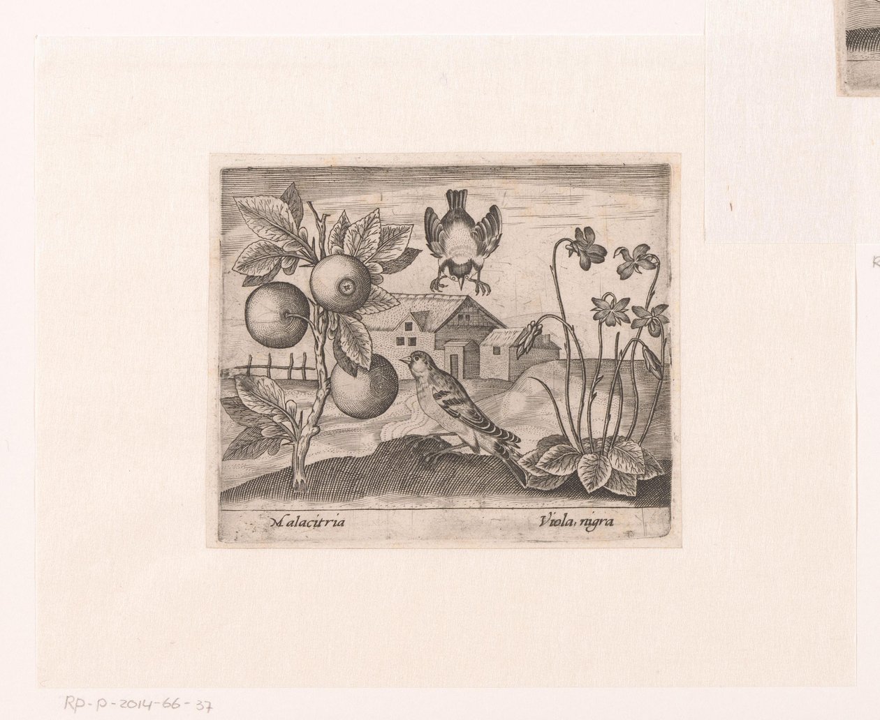 Serie av tryck med blommor och djur i ett landskap Landskap med citrusväxt, fåglar och violer Landskap med djur, växter och blommor (serietitel) av Johann Hogenberg