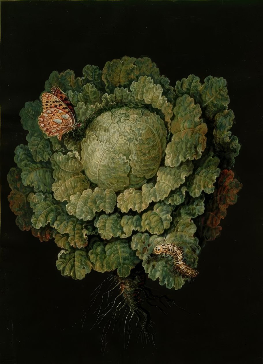 Savoy kål / kål, Falter / J. och B. Dietzsch av Johann Jacob Dietzsch