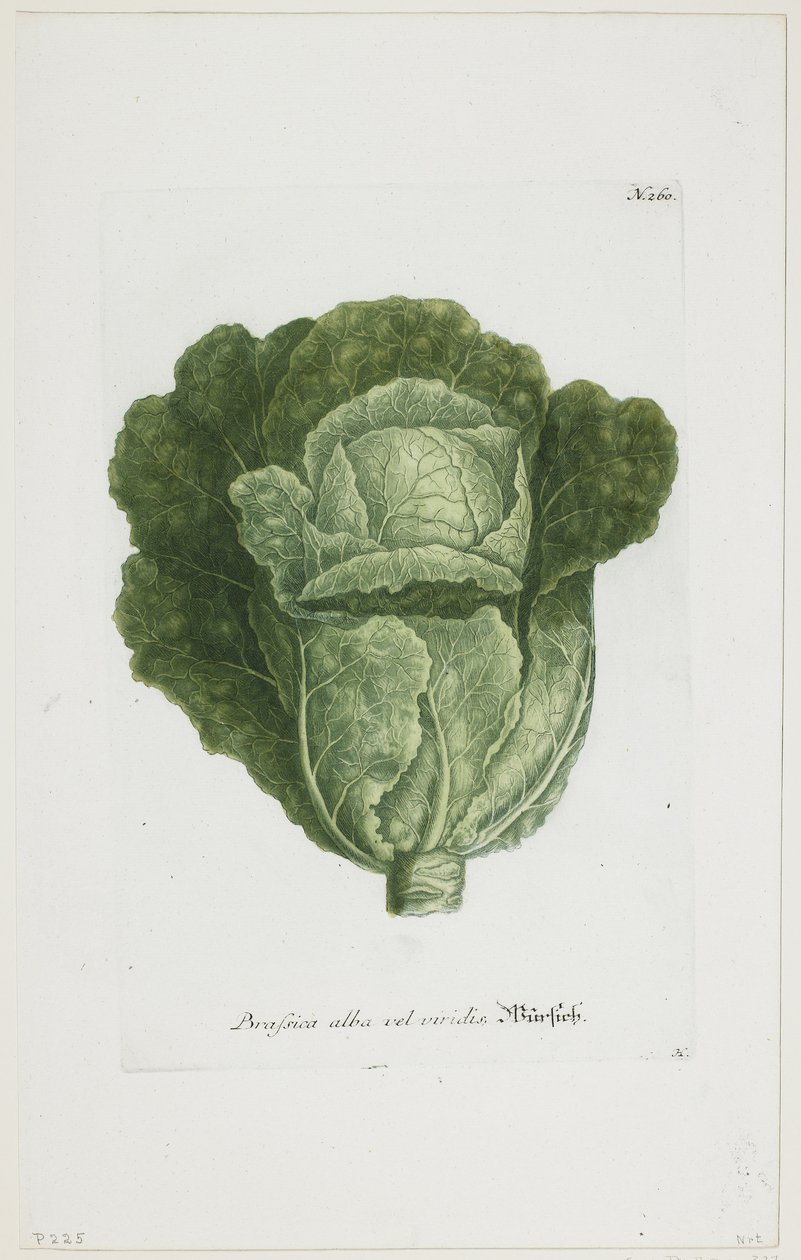 Brassica alba vel viridis, från Phytanthoza Iconographia, 1735-45 av Johann Jakob Haid