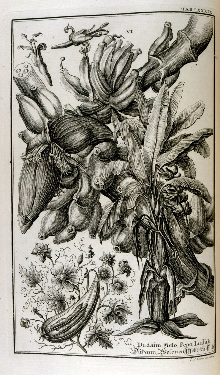 Bibliska växter och frukter inklusive mandrake och melon av Johann Jakob Scheuchzer