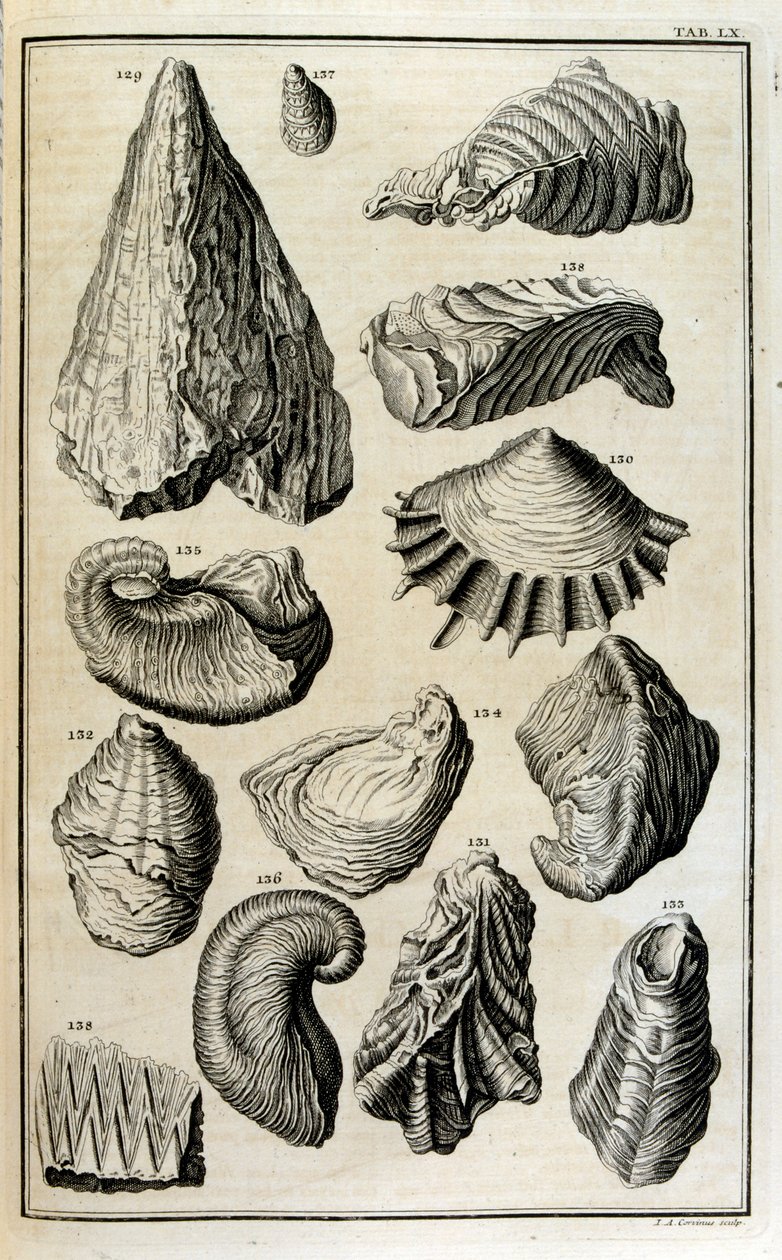 Fossilerade rester av skal representerade djur som förstördes av den stora bibliska översvämningen av Johann Jakob Scheuchzer