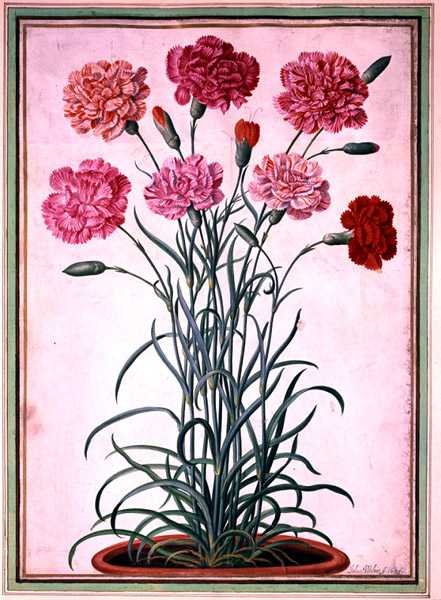 Nejlikor som växer ur en kruka, tallrik 25 från Nassau Florilegium (akvarell på papper) av Johann Jakob Walther