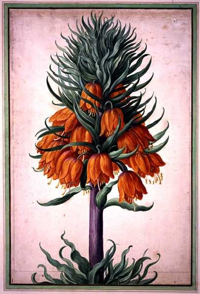 Fritillaria imperialis (imperial krona) tallrik 25 från Nassau Florilegium (akvarell på papper) av Johann Jakob Walther