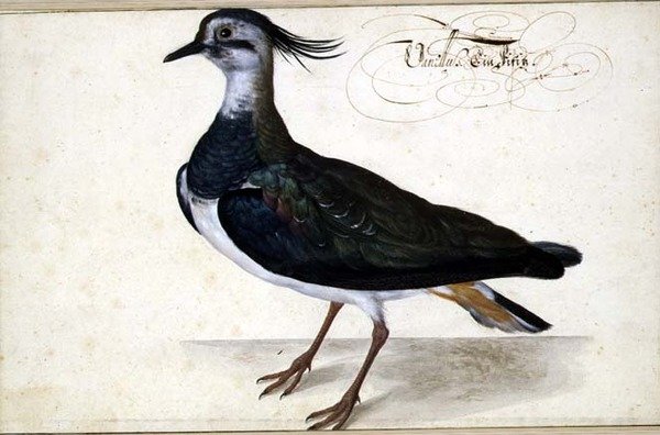 Studie av en vipa av Johann Jakob Walther