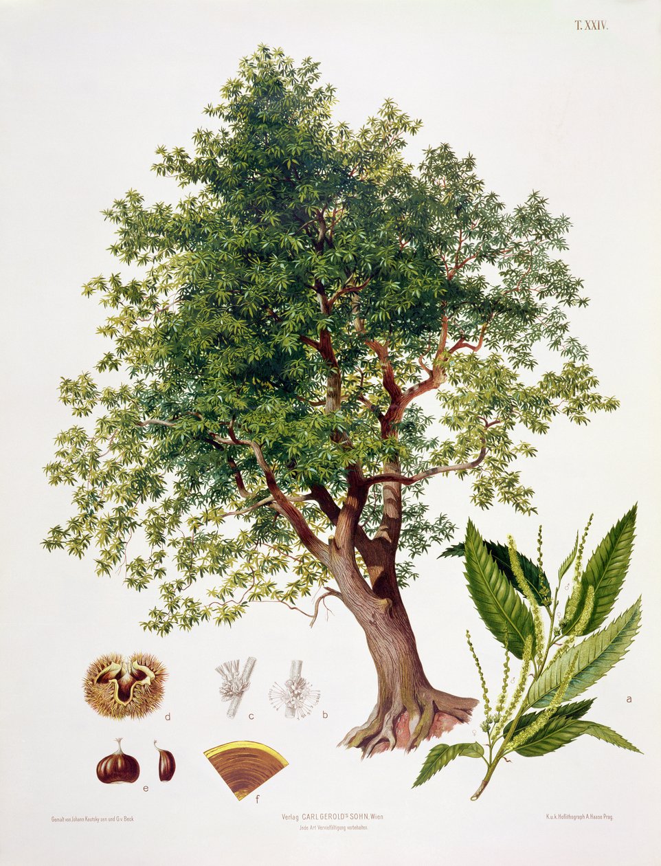 Sweet Chestnut, graverad av A. Haase av Johann Kautsky