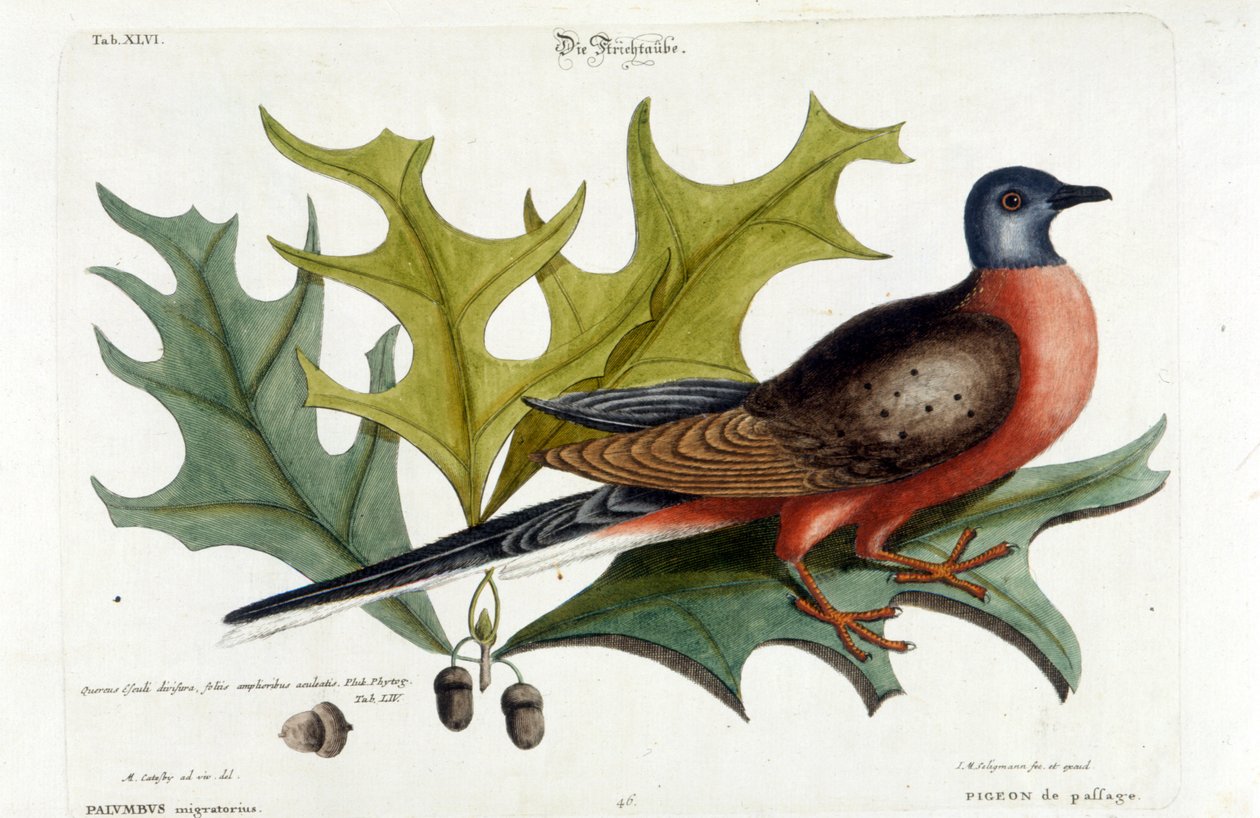Flyttduva, nu utdöd. Zoo, Seligman 1749 av Johann Michael Seligmann