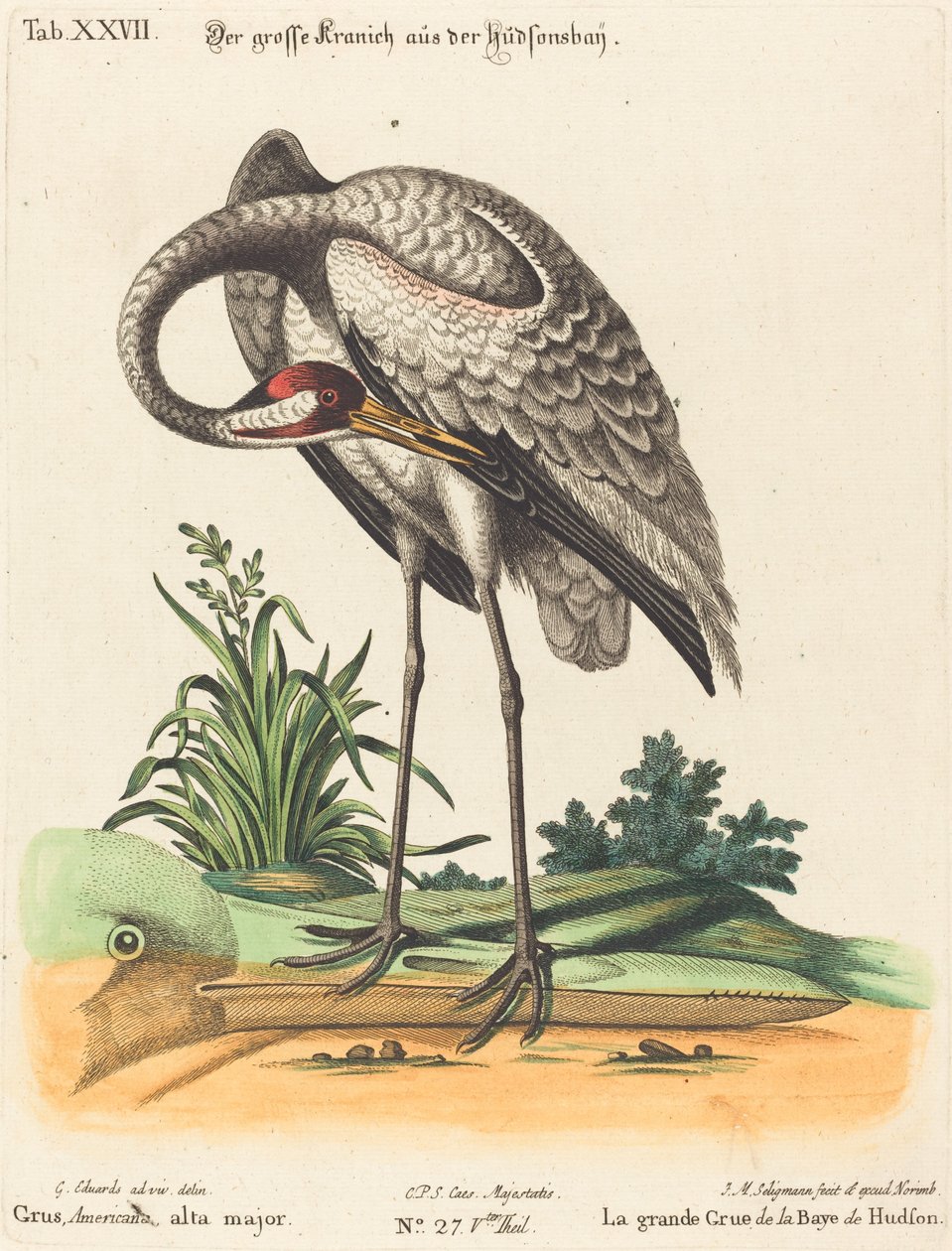 Grus Americana, hög major av Johann Michael Seligmann after George Edwards