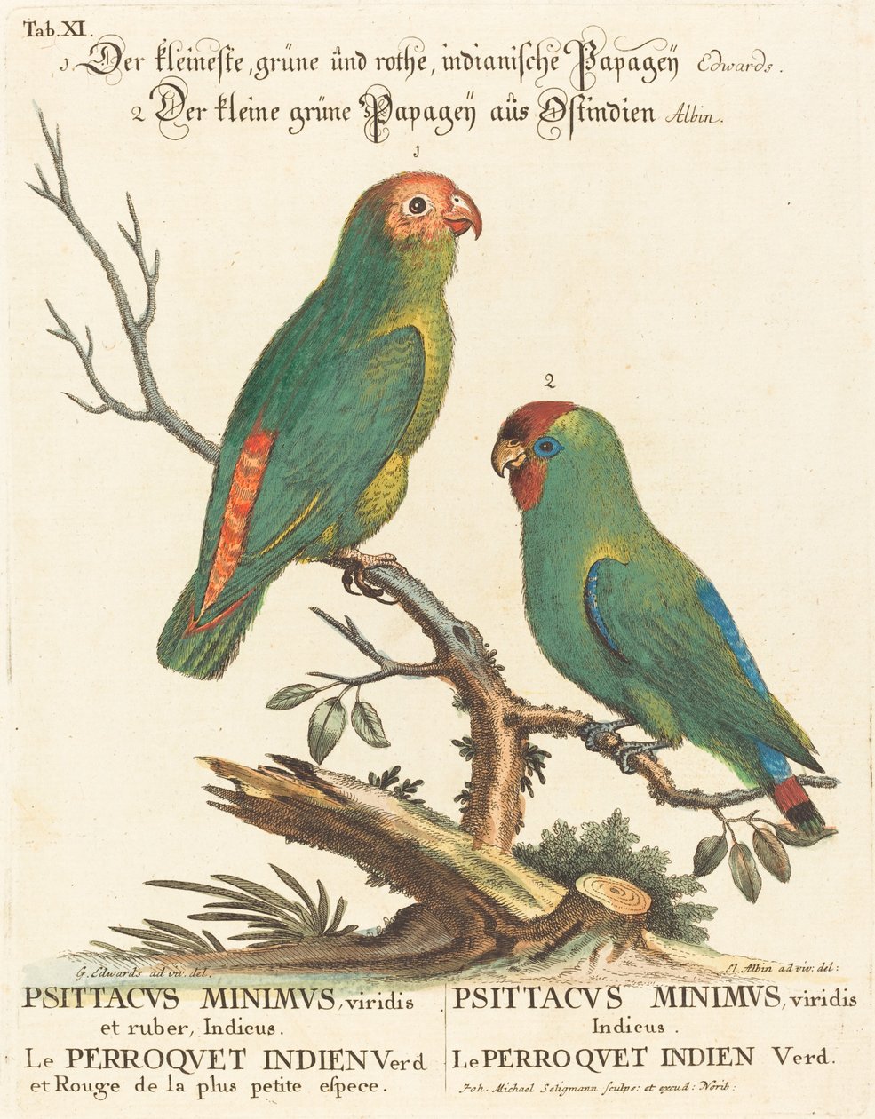 Papegoja (Le Perroquet Indien. Psittacus Minimus) av Johann Michael Seligmann after George Edwards