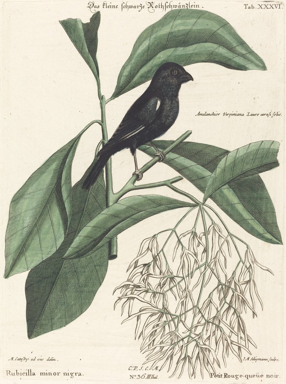Den lilla svarta domherren (Rubicilla minor nigra) av Johann Michael Seligmann after Mark Catesby