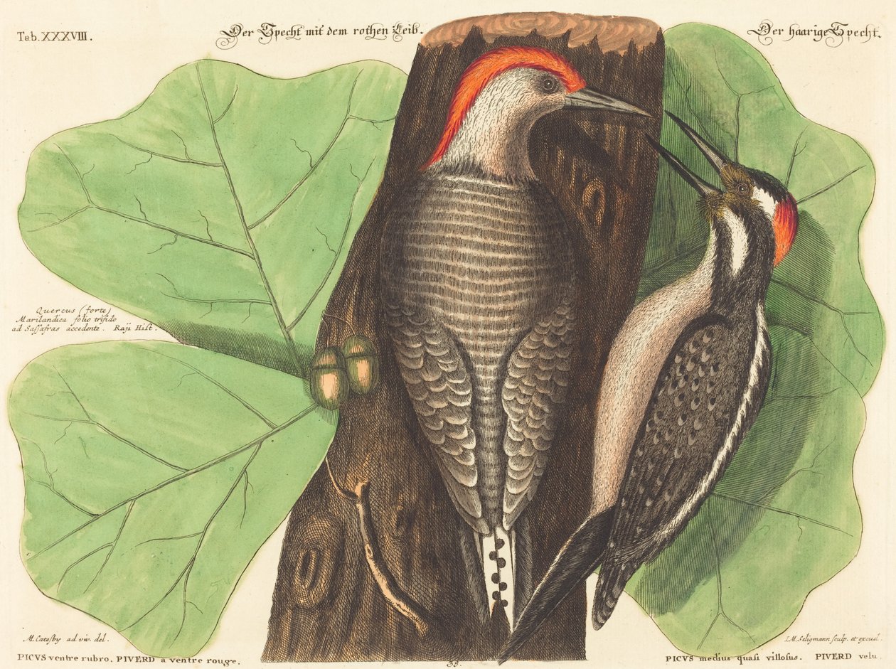 Den rödbukade hackspetten (Picus Carolinus) av Johann Michael Seligmann after Mark Catesby