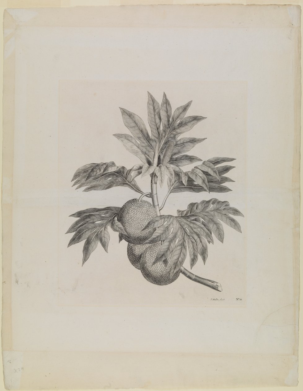 En gren av brödfruktsträdet med frukten av Johann Sebastien Muller
