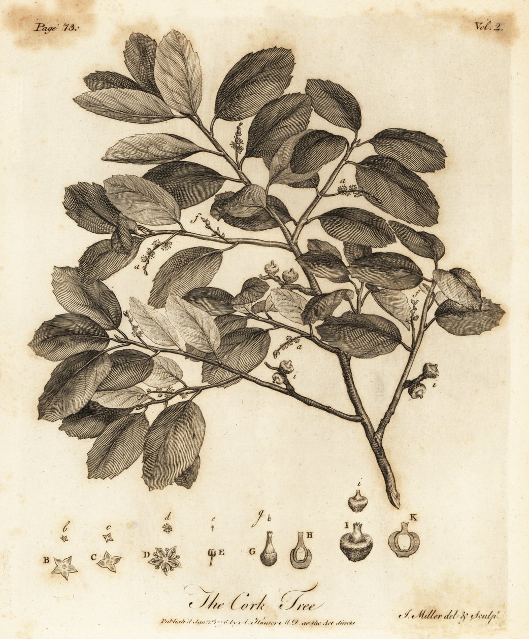 Korkek, Quercus suber. av Johann Sebastien Muller