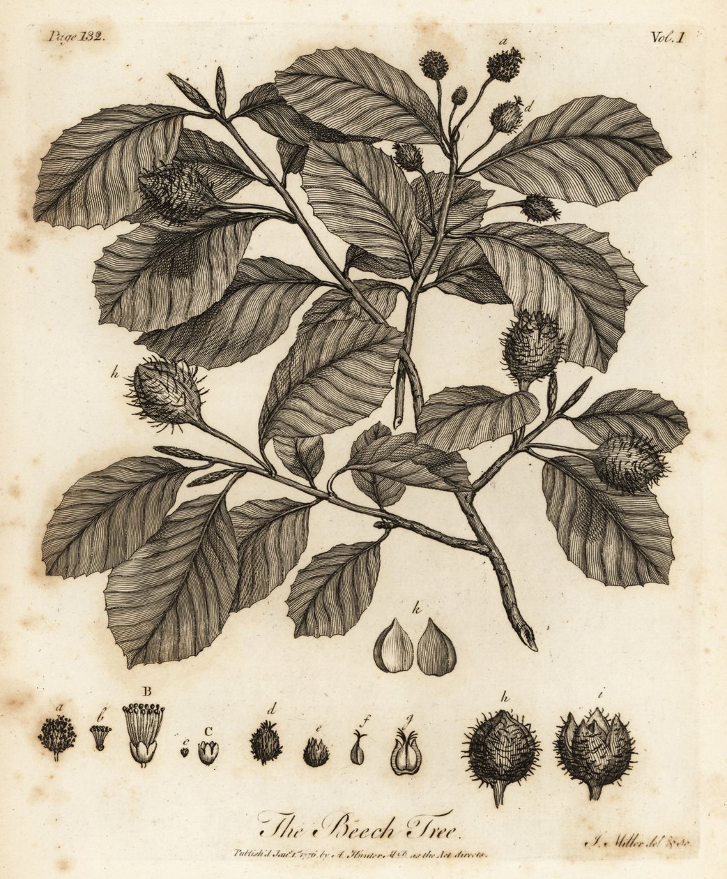 Europeisk bok eller vanlig bok, Fagus sylvatica. av Johann Sebastien Muller