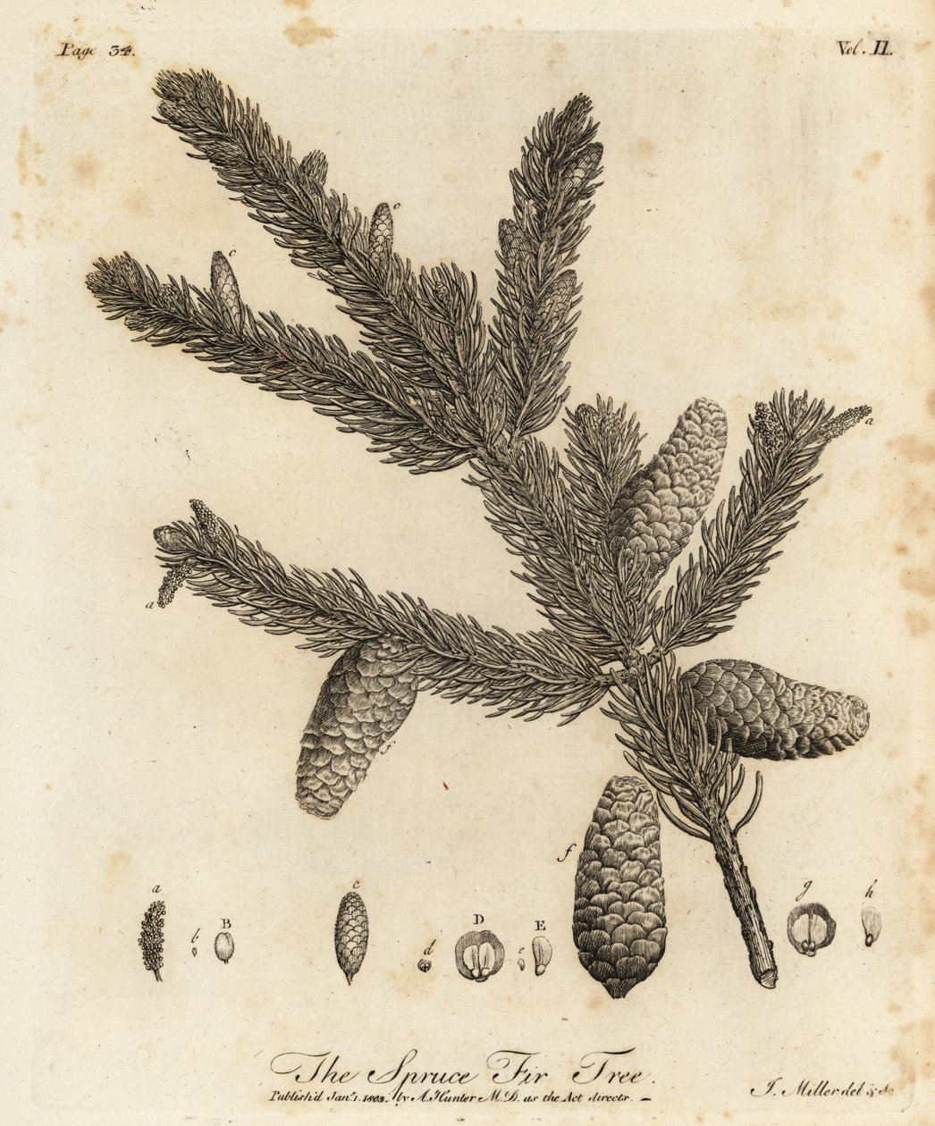 Kungsgran eller europeisk gran, Picea abies av Johann Sebastien Muller