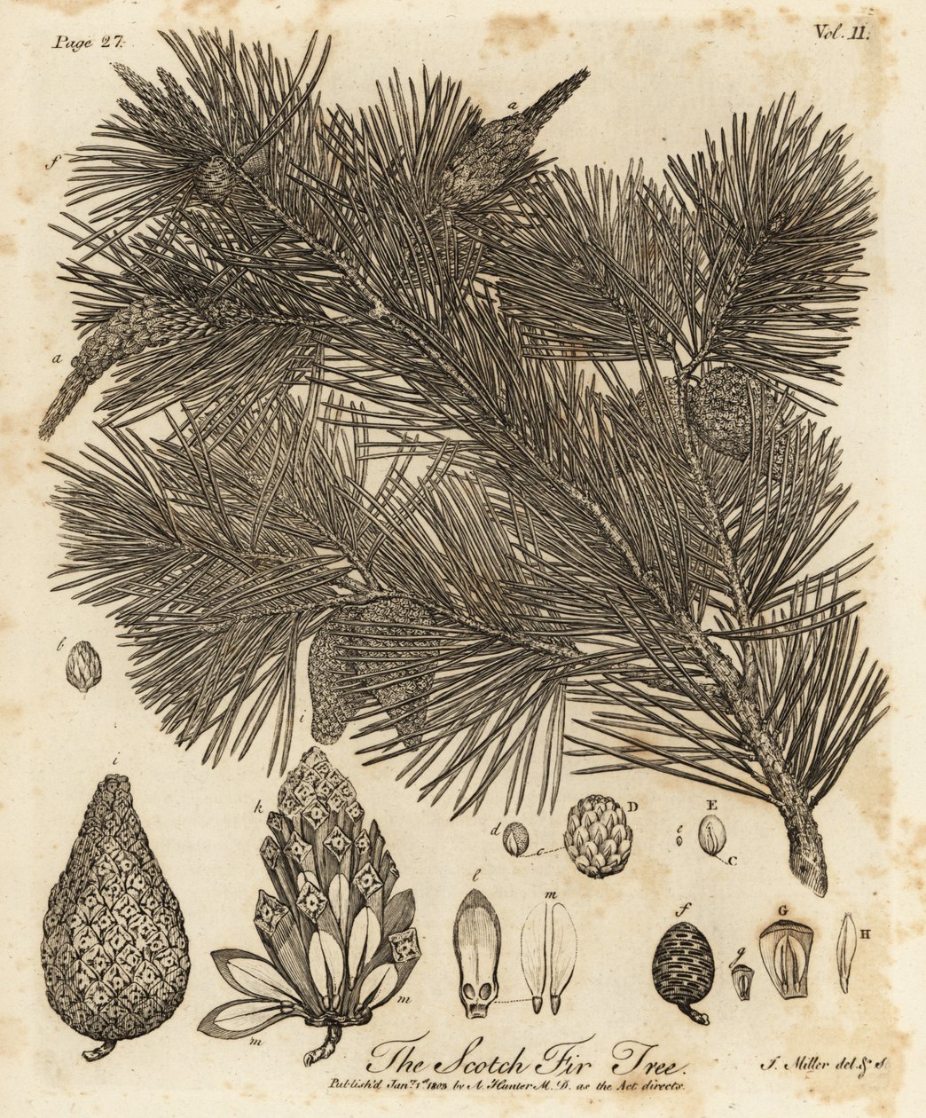 Tall, Pinus sylvestris. av Johann Sebastien Muller