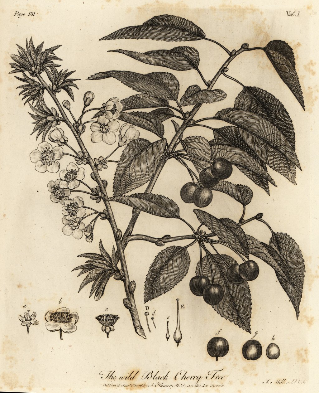 Surkörsbär, surkörsbär eller dvärgkörsbär, Prunus cerasus. av Johann Sebastien Muller