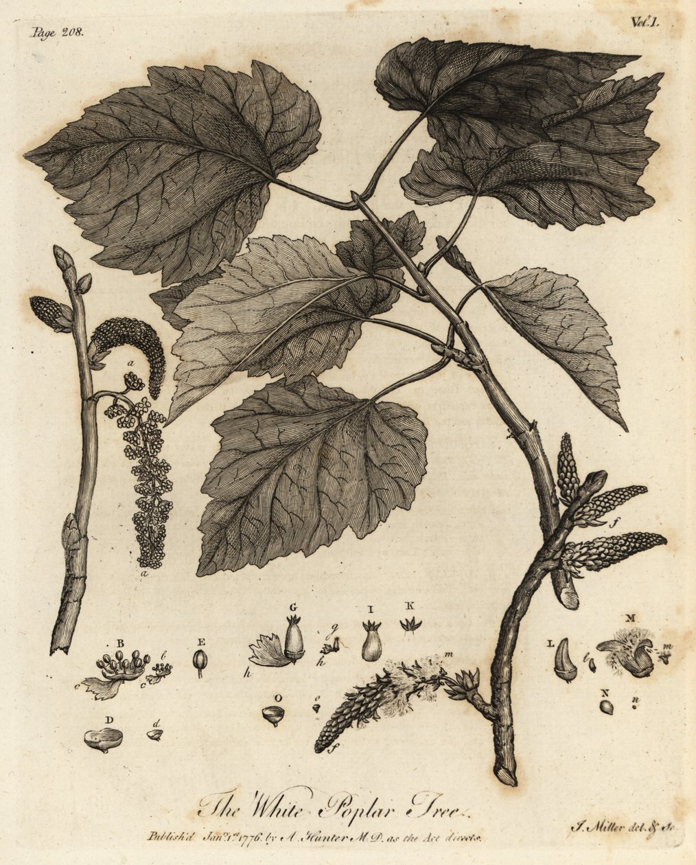 Vit poppelträd, Populus alba. av Johann Sebastien Muller