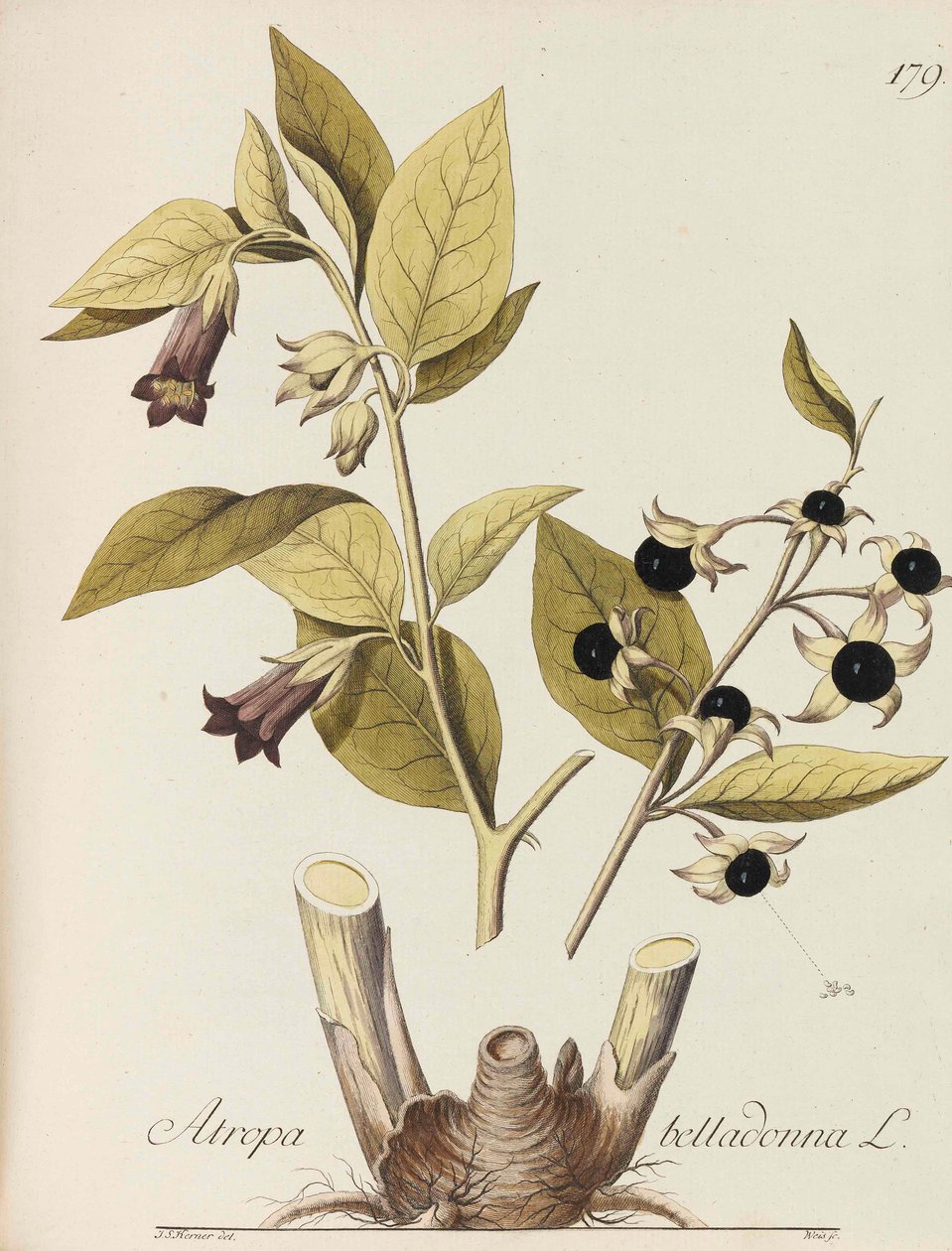 Illustration av alla ekonomiska växter, 1786-1788. av Johann Simon von Kerner