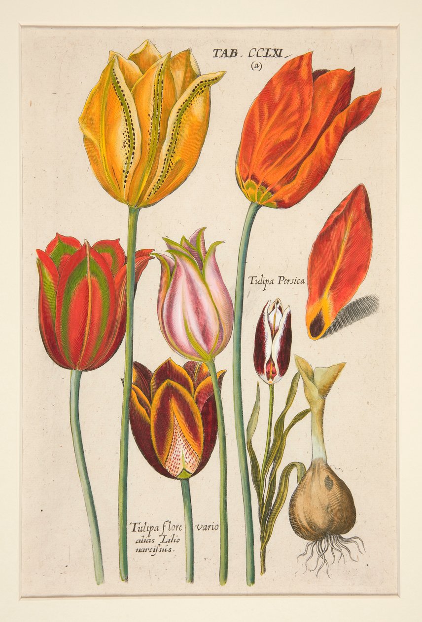 En ny Florilegium, detta är de olika och största strålarna av blommor och växter (Blomsterplatta); (Tulpaner); från en uppsättning av 81 tallrikar av Johann Theodor de Bry