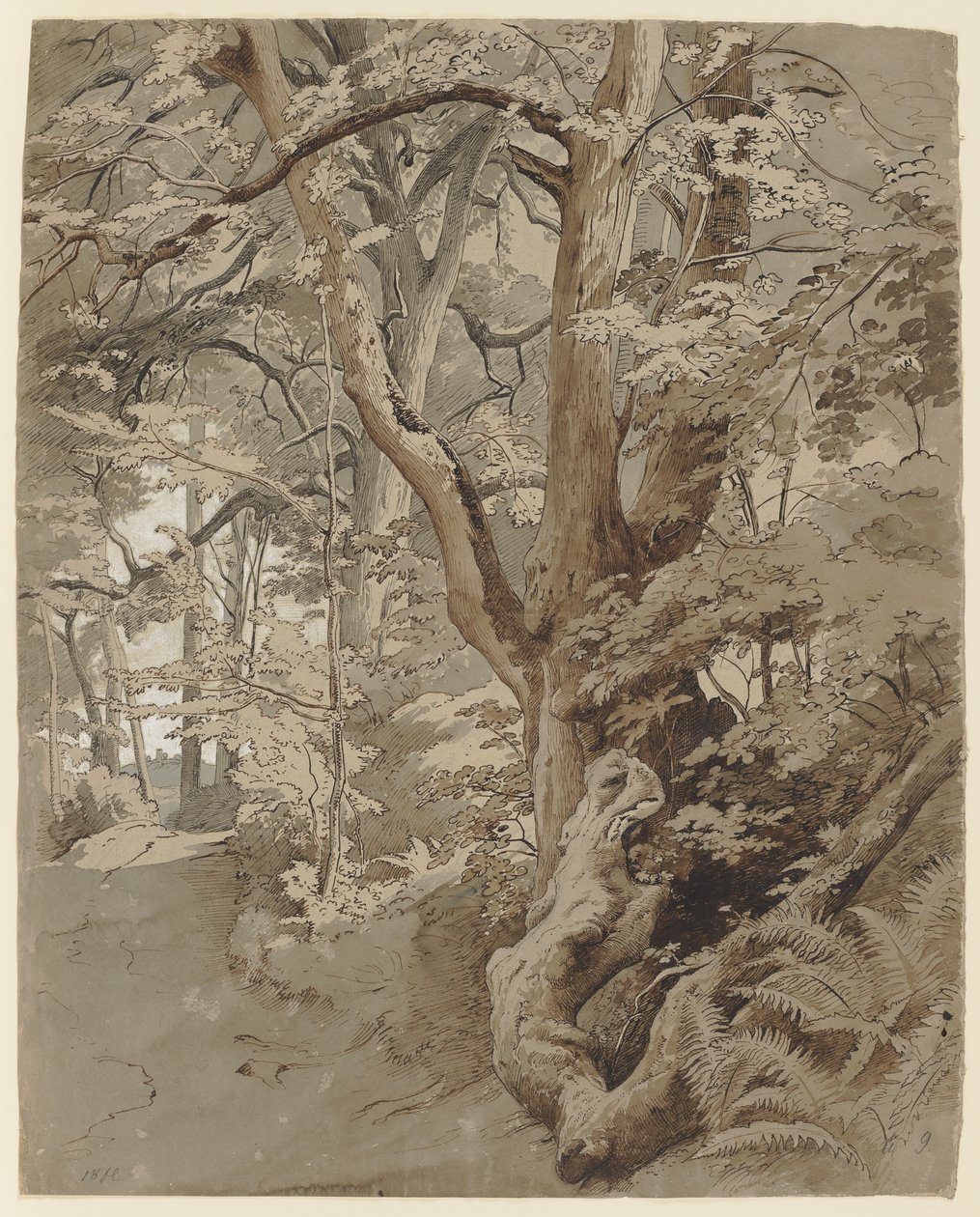 Skogsparti med en ek och ormbunkar av Johann Wilhelm Schirmer