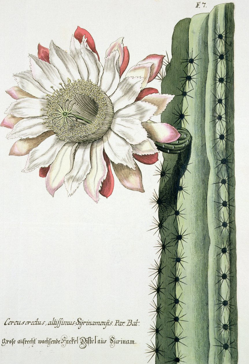 Cereus Erectus Altissimus Syrinamensis från Phythanthoza Iconographica publicerad i Tyskland, 1737-45 av Johann Wilhelm Weinman