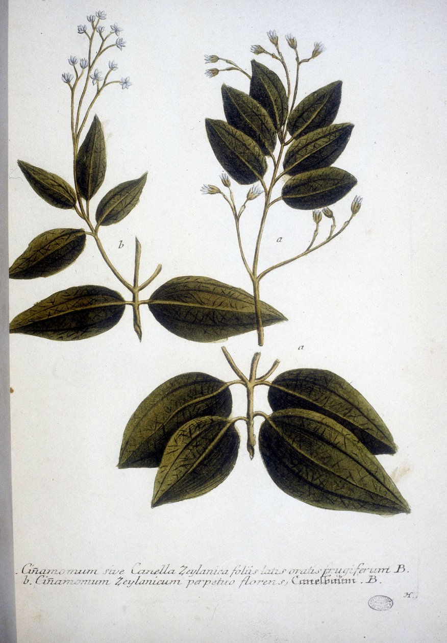 Cinnamomum Zeylanicum (Ceylon Cinnamomum) - Gravyr av herbariet av J.W. Weinmann 1737. av Johann Wilhelm Weinman