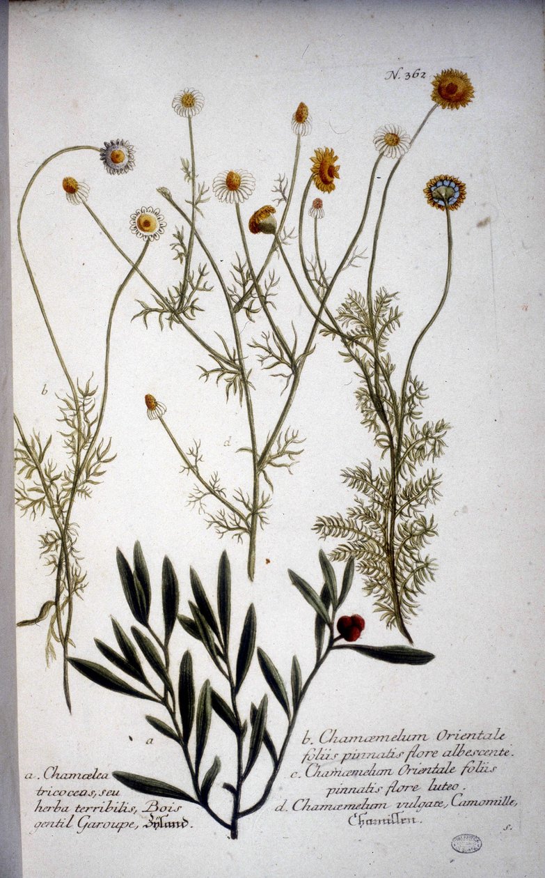 Flera arter av Chamaemelum (kamomill) -I "" Herbarium av J.W.Weinmann 1737. av Johann Wilhelm Weinman