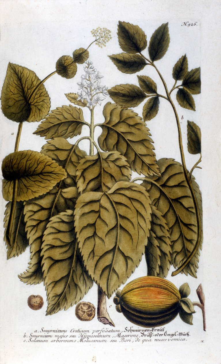 Smyrnium Cretium perfoliatum - Maceron de Crete eller Maceron perfolia. Tallrik tagen från J. W. Weinmanns herbarium av Johann Wilhelm Weinman